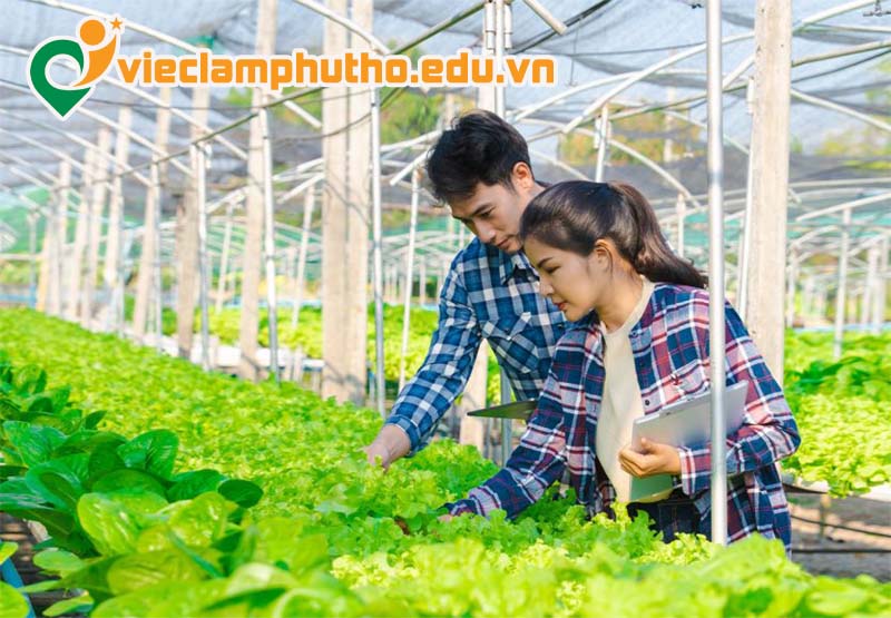 Kênh tìm việc làm nông nghiệp Phú Thọ uy tín