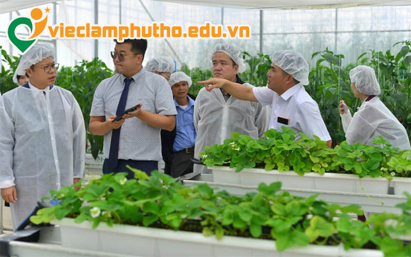 Mô tả việc làm nông nghiệp Phú Thọ