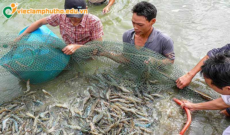 Tại sao nên lựa chọn việc làm thuỷ sản Phú Thọ?