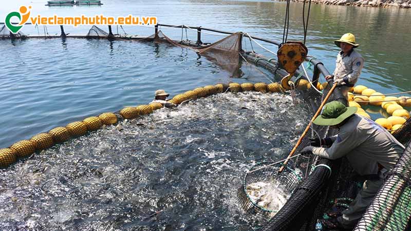 Tiềm năng phát triển của việc làm thuỷ sản Phú Thọ
